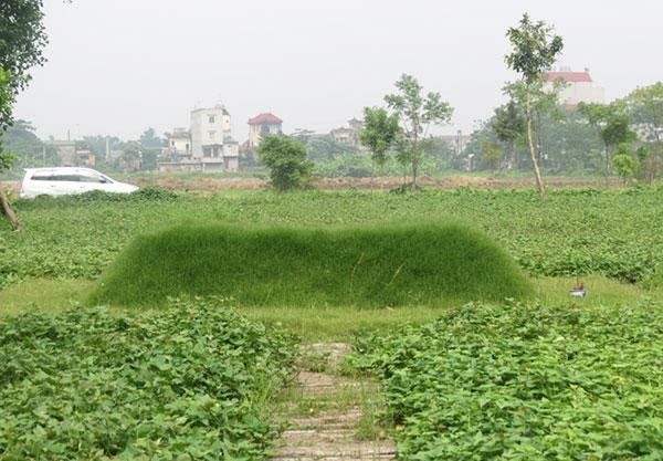 Cây cối tươi tốt mọc xung quanh ngôi mộ (ảnh minh họa)