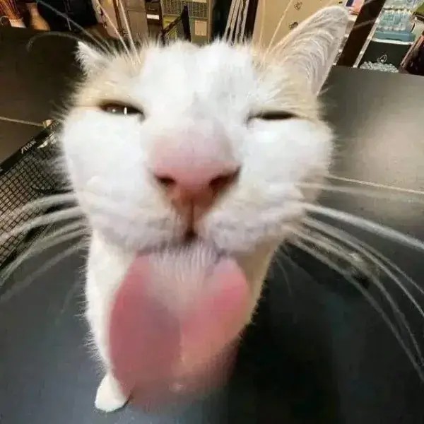 Meme mèo lè lưỡi chuẩn vibe người sống bằng cà phê